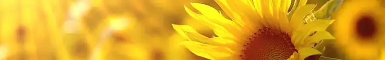 sunflower-love-Rajinder-meditation
