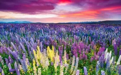 Le nettoyage spirituel du printemps