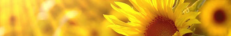 sunflower-love-Rajinder-meditation