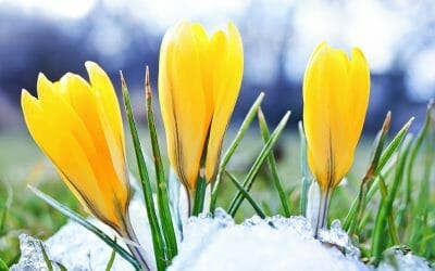 Attaining Peace through Forgiveness