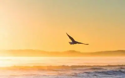 Building Bridges through Meditation