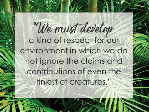 bamboo respect life Rajinder Singh